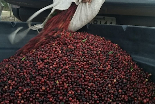 Café da agricultura familiar está entre os cinco melhores do Brasil