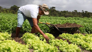 Guia para cultivo e aproveitamento de hortaliças é disponibilizado pela Bahiater para a agricultura familiar