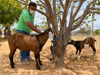 Agricultores familiares da zona rural de Macururé aumentam em 80% o rebanho de caprinos