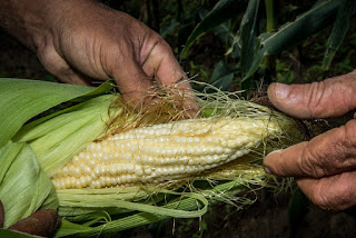 Famílias agricultoras de mais quatro municípios baianos passam a acessar recursos do Garantia-Safra