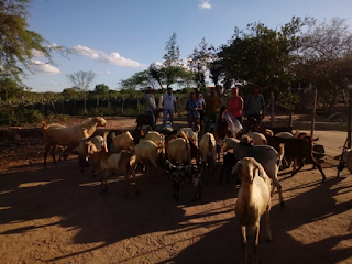 Valor de venda de caprinos de produtores rurais de Quijingue tem aumento