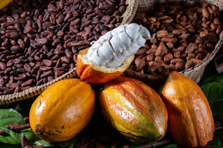 Agricultura familiar da Bahia comemora Dia do Cacau e celebra avanços no sistema produtivo