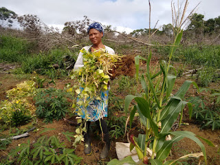 Assistência técnica e extensão rural transforma a vida de famílias agricultoras do Baixo Sul baiano