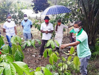 Guaraná produzido pela agricultura familiar baiana conquista mercados nacional e internacional