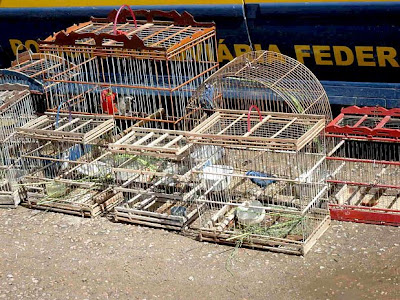 PRF apreende 283 animais silvestres na Bahia.