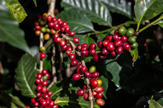Cooperativa da agricutlura familiar aposta em segmentação de público para se estabelecer no mercado de café
