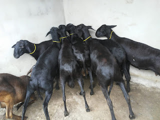 Criadores de caprinos de Nova Fátima aumentam criação e lucram 66,6% a mais com a venda de animais