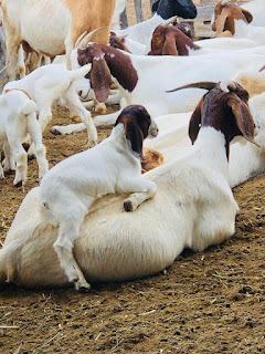 Criadores de caprinos e ovinos de Ituaçu dobram valor de venda dos animais