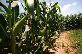 Agricultura familiar dá sabor ao São João da Bahia e garante emprego e renda para agricultores