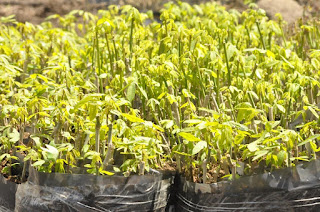 Distribuição de mudas qualifica produção da agricultura familiar da Bahia