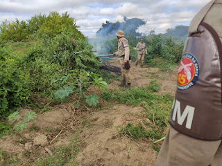 Mais de 12 mil pés de maconha são descobertos em Curaçá