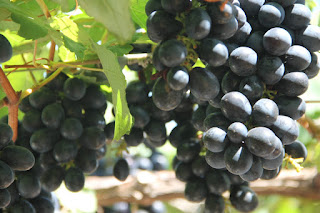 Produtores de vinho catarinenses conhecem oportunidades de investimento na Bahia