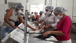 Pescadoras artesanais de Itiúba participam de oficina de beneficiamento de peixes