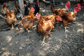 Dia da Avicultura é celebrado com mudança de renda para os agricultores familiares