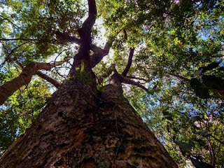 RPPNs contribuem para a preservação da fauna e flora silvestres