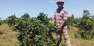 Produção de laranja dobra em comunidade rural de Rio Real
