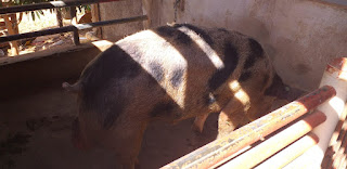 Criação de suínos é alternativa de renda para agricultores da zona rural de Condeúba
