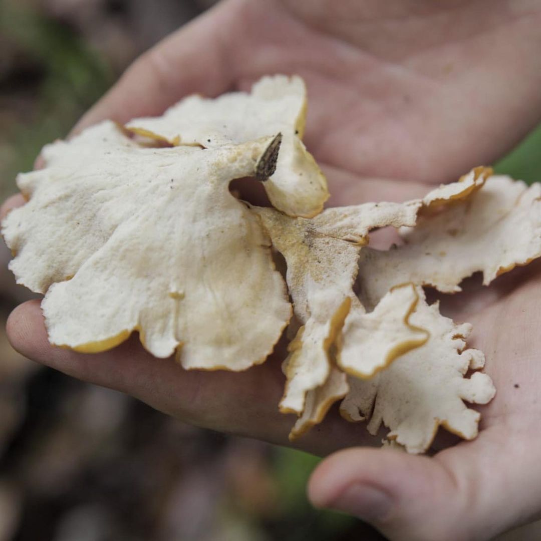 Expedição Invisíveis da Mata identifica cogumelos e leveduras comestíveis junto à chefs de cozinha no Sul da Bahia