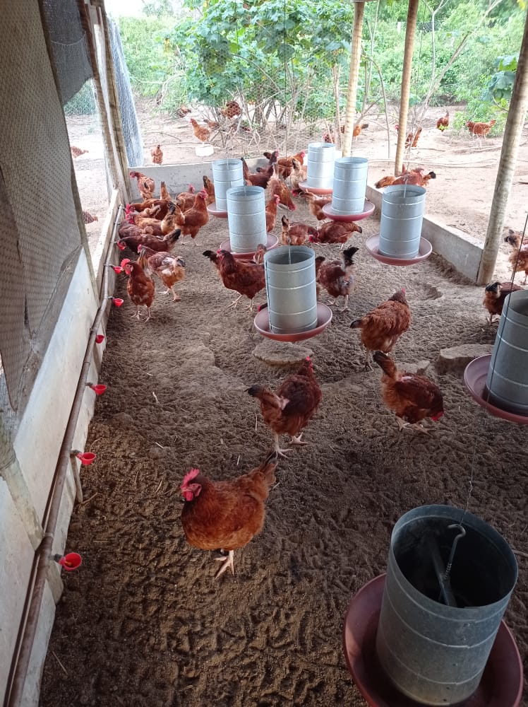 Produção de ovos de galinhas caipiras gera renda e transforma a vida de famílias no Sertão Produtivo