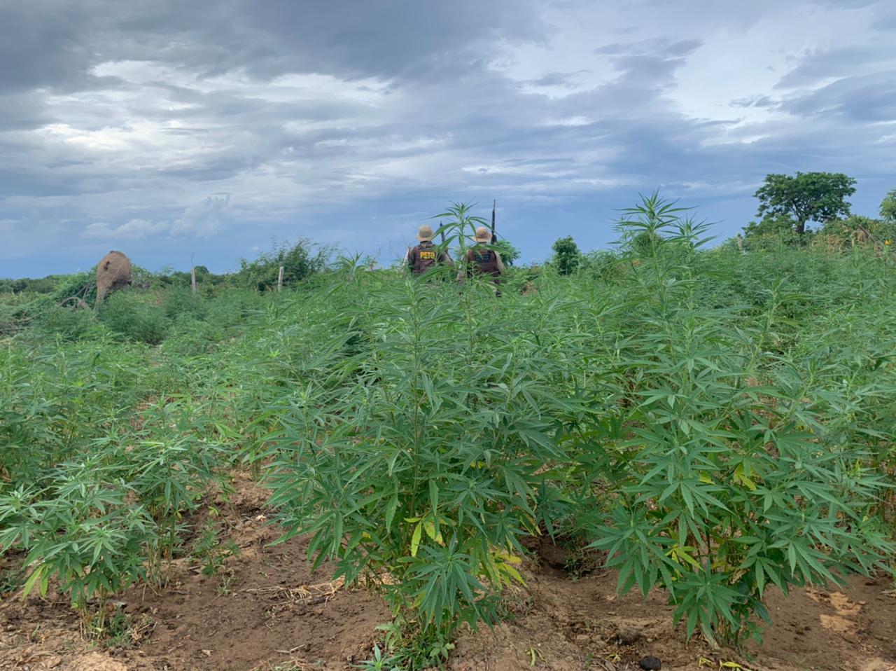 45ª CIPM erradica mais 2,5 mil pés de maconha em Curaçá