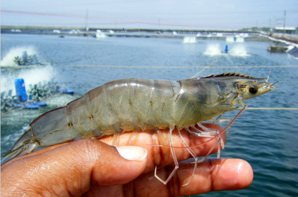 Bahia Pesca lança curso gratuito e online de carcinicultura