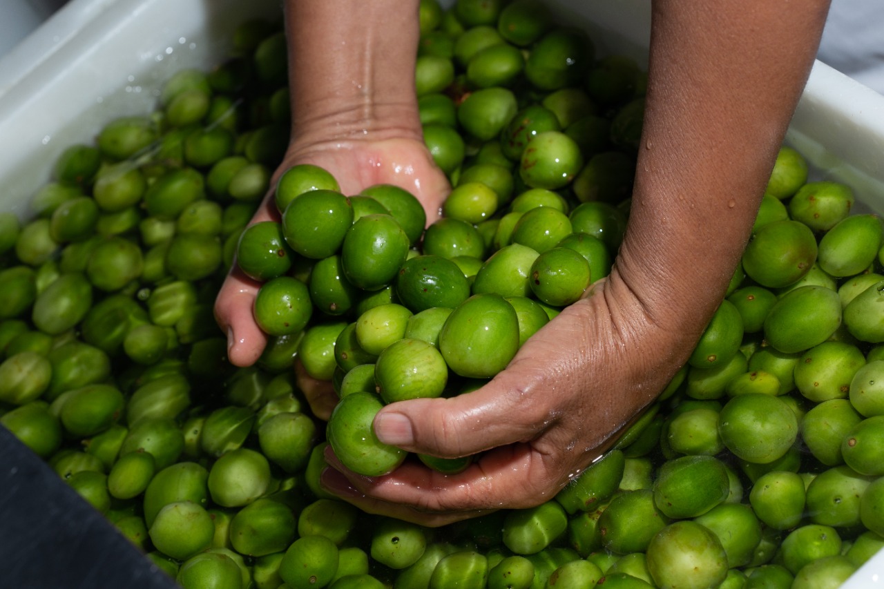 Bahia, a terra do sabor agridoce do Umbu!