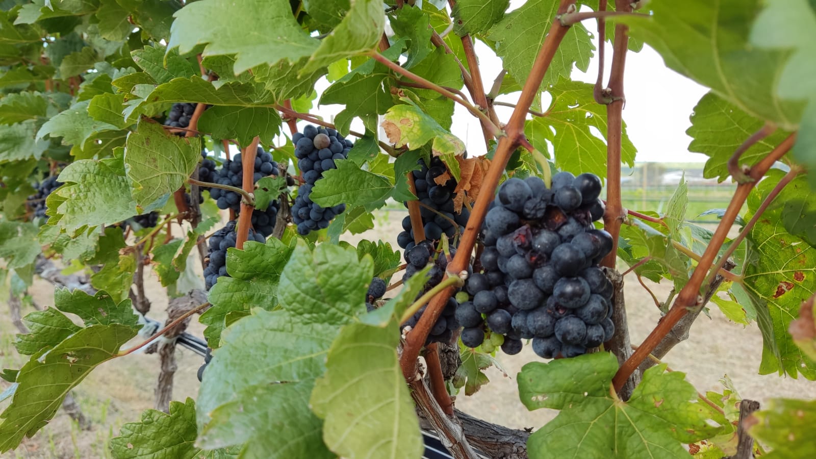 Projeto Laudato Si é referência em plantação de uvas em Paulo Afonso