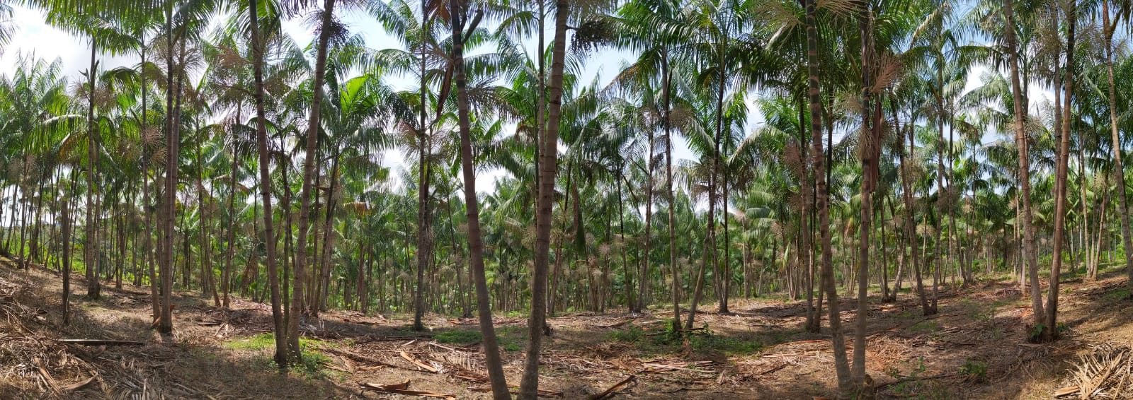 Agricultura familiar baiana coloca no mercado bebida energética de Guaraná e Açaí