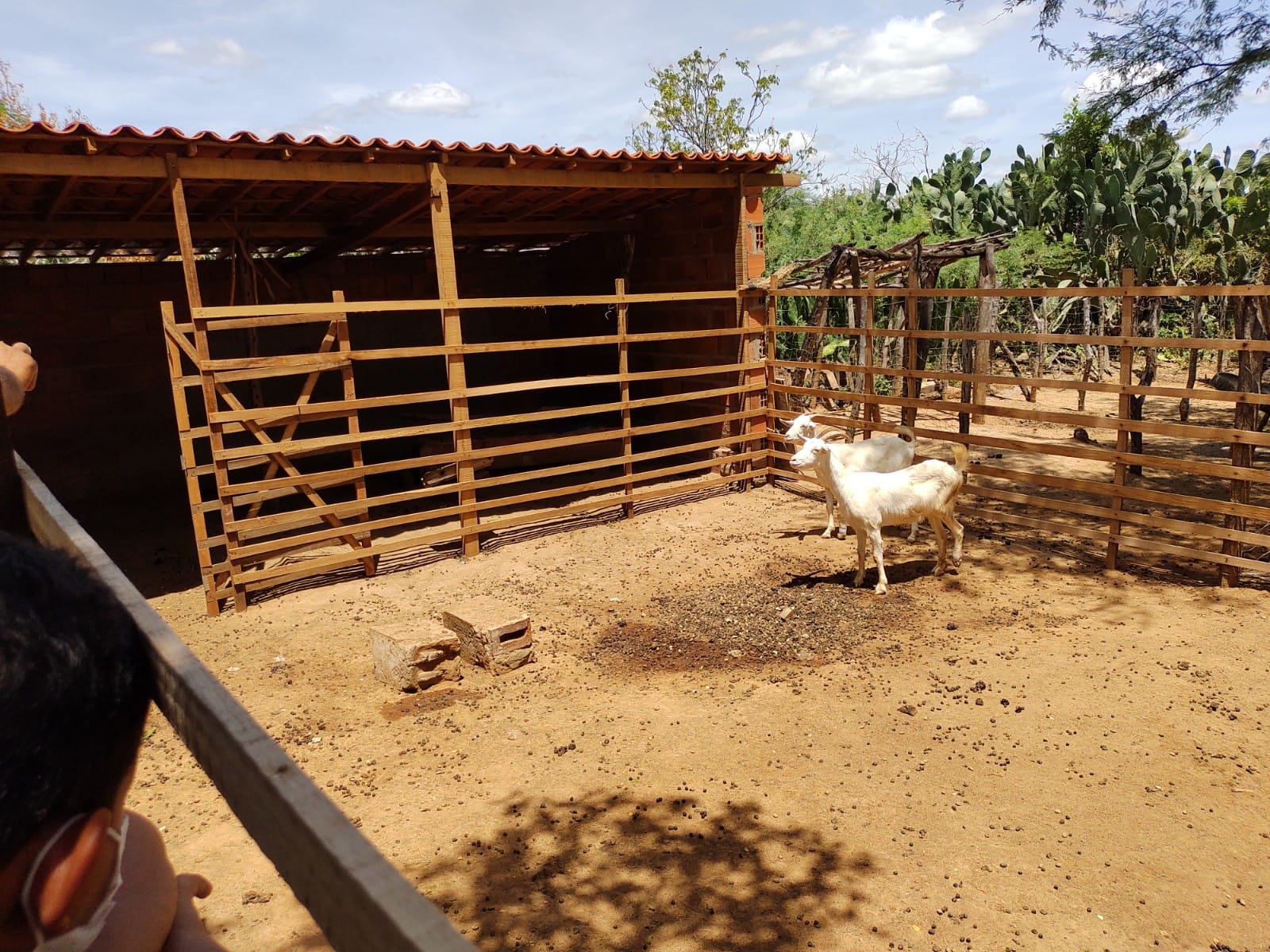 Agricultores familiares de Monte Santo recebem investimentos para fortalecer a ovinocaprinocultura
