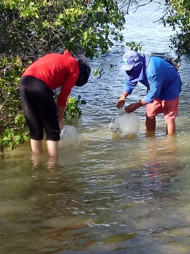Mangues de Santo Amaro recebem quase dois milhões de caranguejos