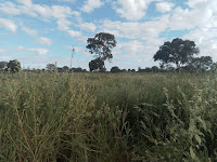Governo do Estado investe mais R$ 751 mil na agricultura familiar de Baianópolis