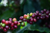Agricultura familiar comemora Dia Mundial do Café com valorização do produto