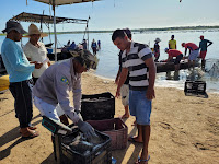 Cooperativa de pescados comercializa 14,2 toneladas de peixes com o apoio do Governo do Estado