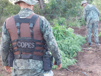Alunos de curso do Bope erradicam 16 mil pés de maconha