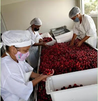 Cooperativa do Semiárido baiano comemora produção de duas toneladas de polpas de frutas
