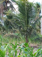 Produção de coco cresce 450% em comunidade rural de Acajutiba