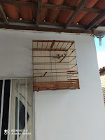 Equipe Fauna da FPI/BA encontra irregularidades e realiza o resgate de mais de 20 pássaros silvestres 