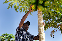 Codevasf alerta produtores rurais de projetos de irrigação para fim do prazo de negociação de débitos