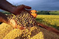 Produção de grãos na Bahia cresceu 8,2% em 2022