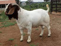  O Boer e a fome do Seu Zé