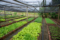 Implantação de sistema agroflorestal fortalece a agricultura familiar e reduz emissão de carbono em Pintadas