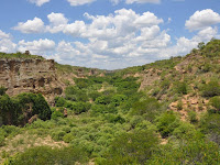 28 de abril: Dia nacional da Caatinga