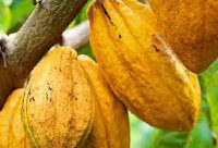 Termômetros melhoram produção de cacau de agricultores familiares do Sul da Bahia