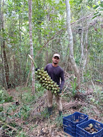 Coco de piaçava da Bahia ganha destaque internacional como matéria-prima para Rosários Egípcios