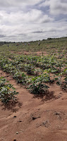 Maniveiro fortalece produção de mandioca da agricultura familiar no Sudoeste Baiano