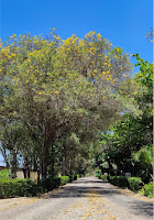Festival da Primavera Paulo Afonso: Uma Celebração da Beleza das Caraibeiras
