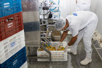 Cooperativa amplia vendas em 100% e transforma vida de agricultores e agricultoras familiares do Baixo Sul