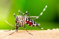 Rodelas e mais 13 municípios em epidemia de dengue na Bahia