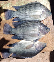 Bahia fortalece produção de peixe para a Semana Santa com novas agroindústrias