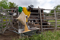 No dia Internacional do Milho famílias do Semiárido baiano celebram os impactos do milho distribuído pelo Estado